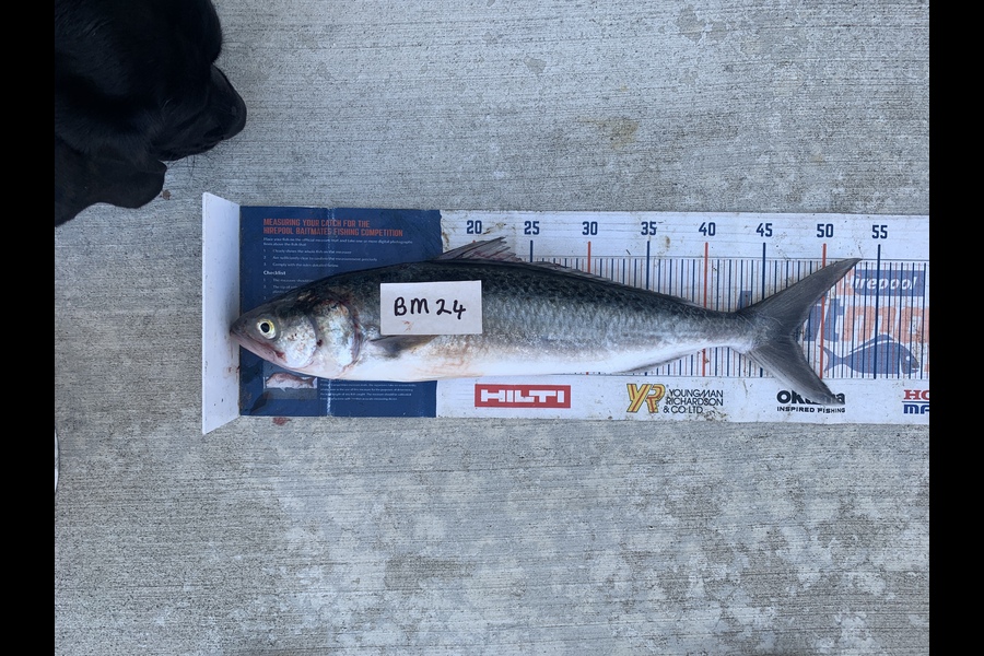 Mark Piskulic caught this 47.5cm Kahawai at Northland during The Hirepool Baitmates Fishing Comp